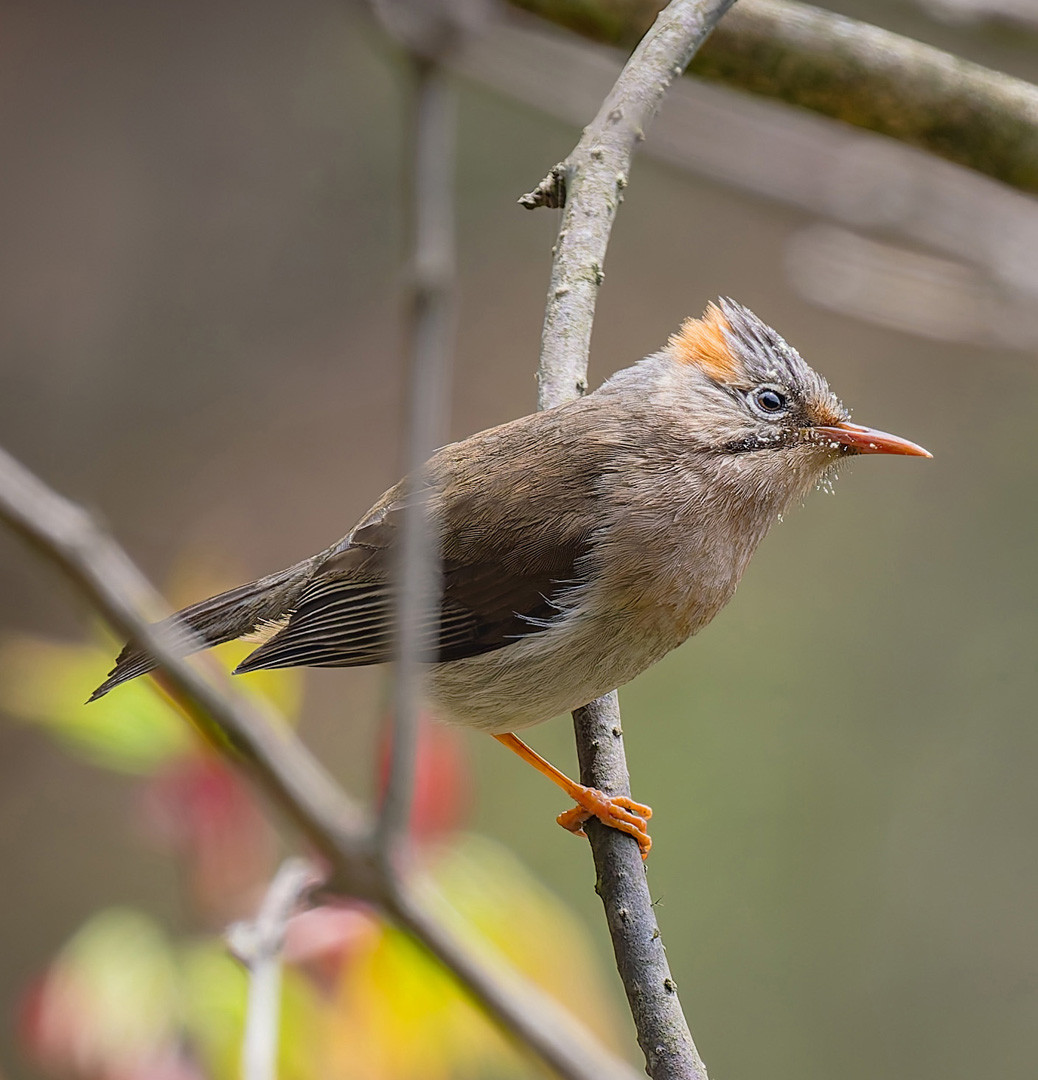 image Rufous-vented Yuhina